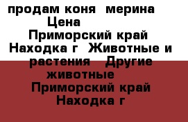 продам коня( мерина)  › Цена ­ 40 000 - Приморский край, Находка г. Животные и растения » Другие животные   . Приморский край,Находка г.